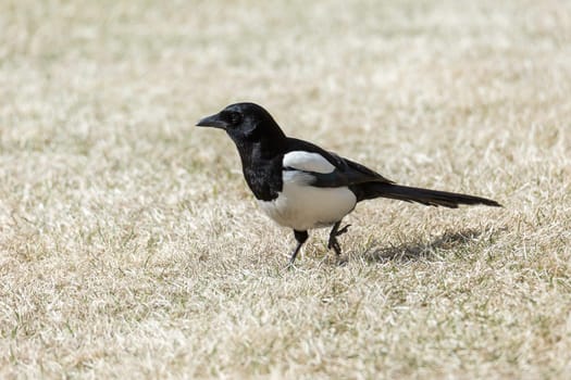 Eurasian Magpie Walking on Grass.
