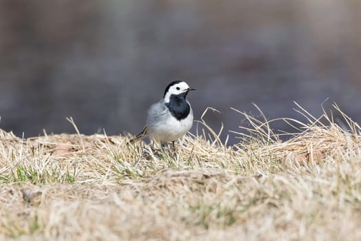 White Wagtail in Grass close up.