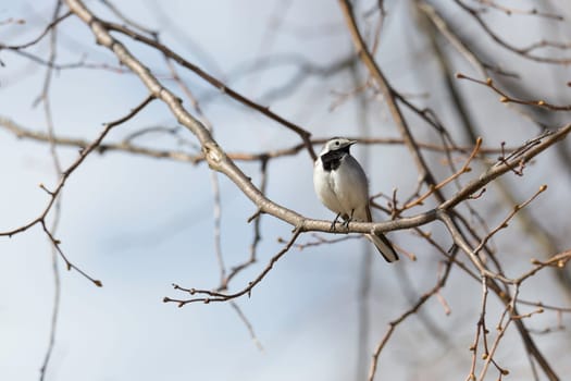White wagtail Sitting in Tree.