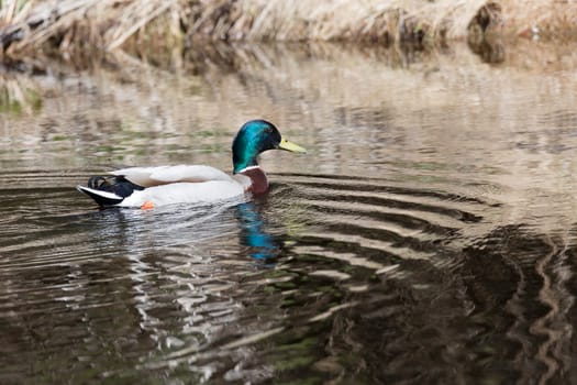 Male Mallard in Water close up.