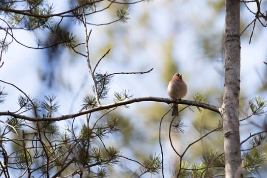 Common Chaffinch Bird in Tree.