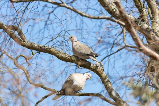 Collared Dove Sitting in Tree.
