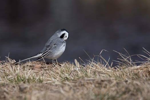 White Wagtail Cleaning Feathers in grass.