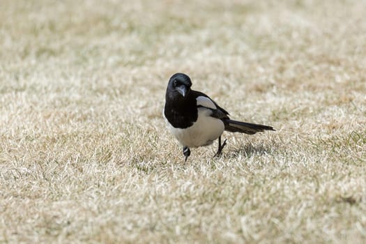 Eurasian Magpie Walking on Grass.
