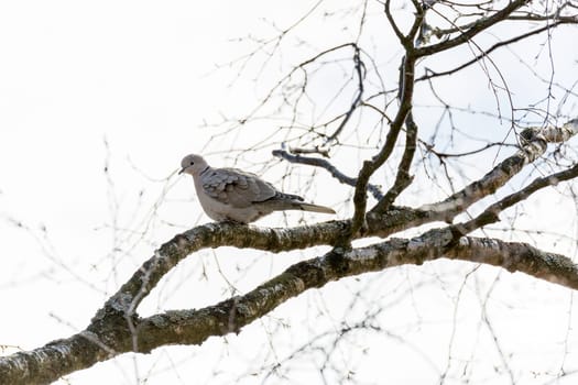 Collared Dove Sitting in Tree.