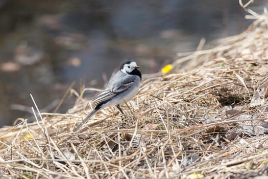 White Wagtail in Grass close up.