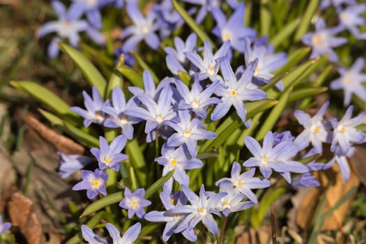 Alpine Squills Flowers Close Up