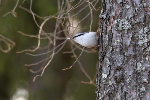 Eurasian Nuthatch sitting on Tree with seed in its bill.