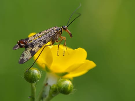 Scorpion fly