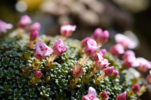 Steinbrech with pink flowers as spring bloomer
