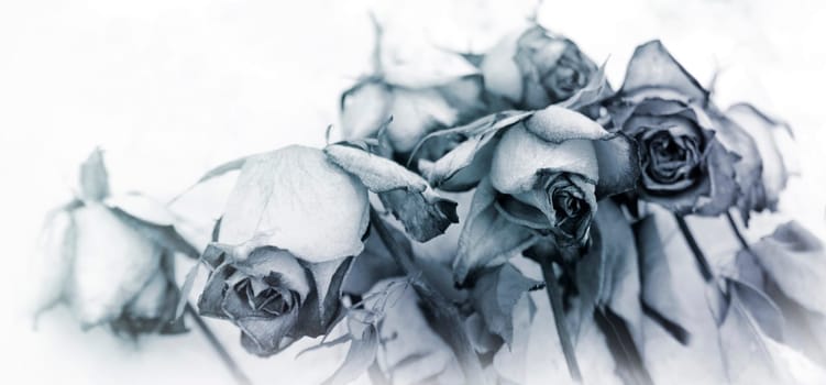 roses fades white background memory concept mourning