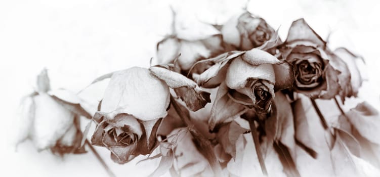 roses fades white background memory concept mourning