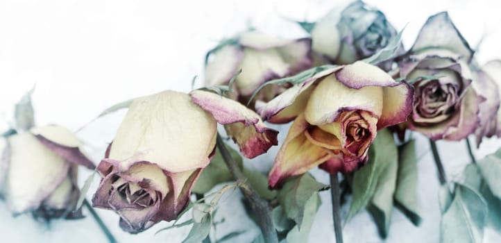 roses fades white background memory concept mourning