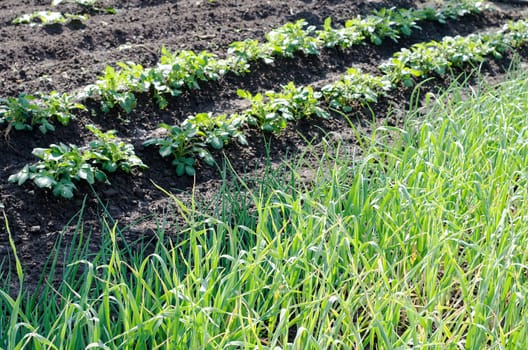 Garlic plantation in the vegetable garden