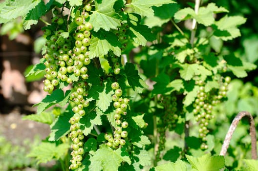 Blackcurrant growing in home garden