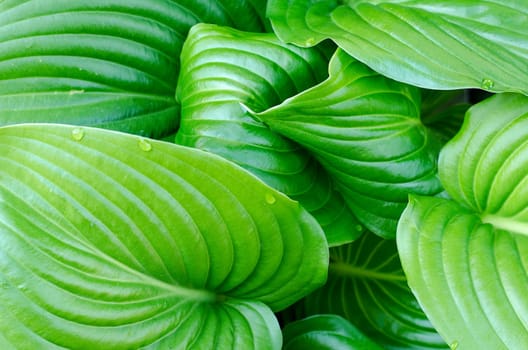 Water drops of hosta leaf