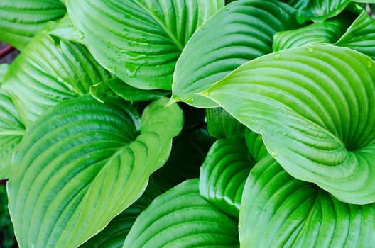 Water drops of hosta leaf