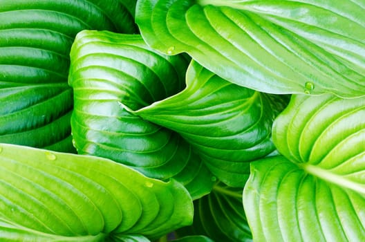 Water drops of hosta leaf