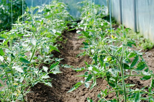 Newly planted tomato shoots in greenhouse