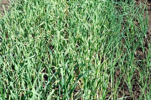 Garlic plantation in the vegetable garden