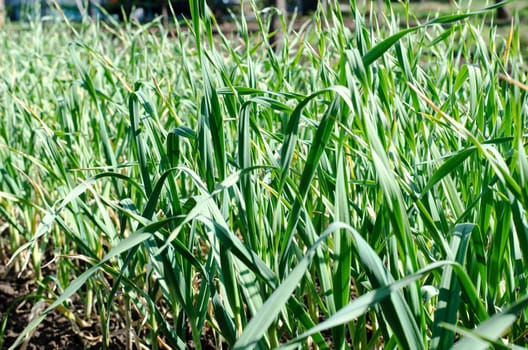 Garlic plantation in the vegetable garden