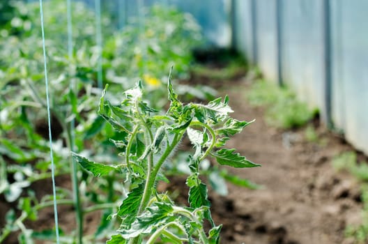 Newly planted tomato shoots in greenhouse