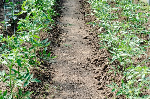 Newly planted tomato shoots in greenhouse