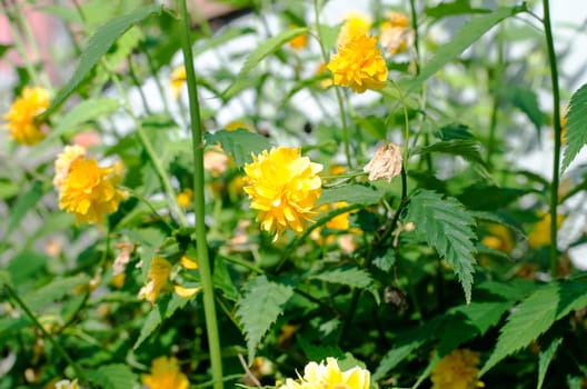 Yellow Rose on a bush in a garden