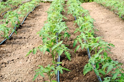Newly planted tomato shoots in greenhouse