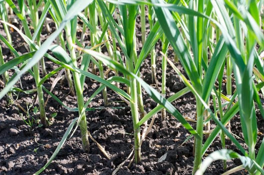 Garlic plantation in the vegetable garden