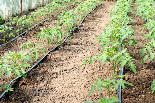 Newly planted tomato shoots in greenhouse