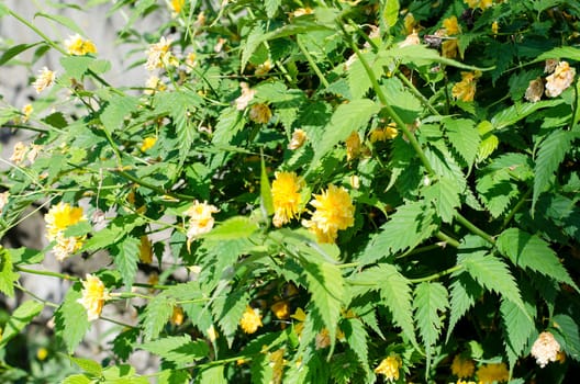 Yellow Rose on a bush in a garden