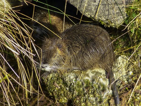 Close up photo of nutria, coypu. Myocastor coypus