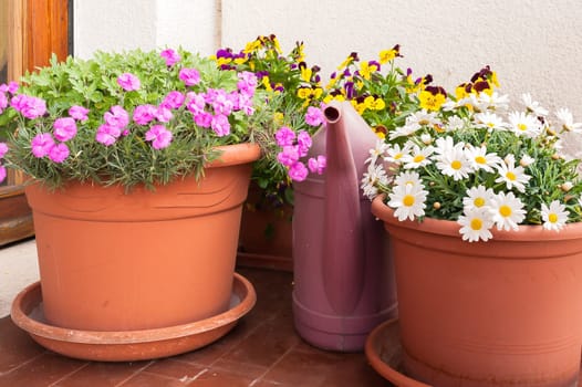 Vases of flowers grown on the terrace of an apartment and a watering can.