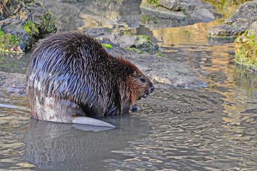Beaver
