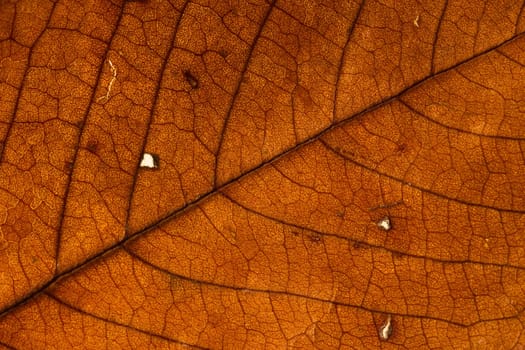 Leaf veins