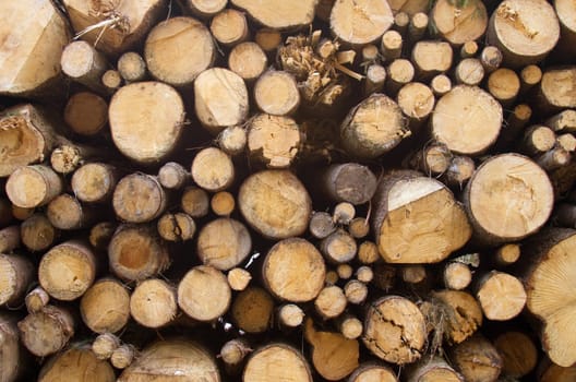 Wooden trunks