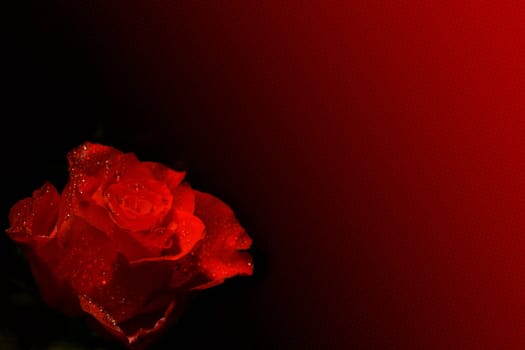 Rose paper