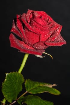 Rose and Drops