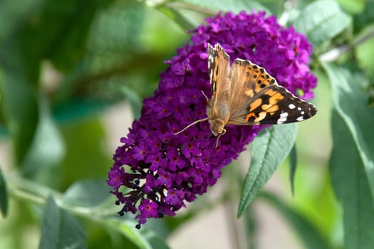 Buddleija with thistle-age