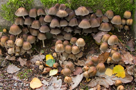 Forest mushrooms