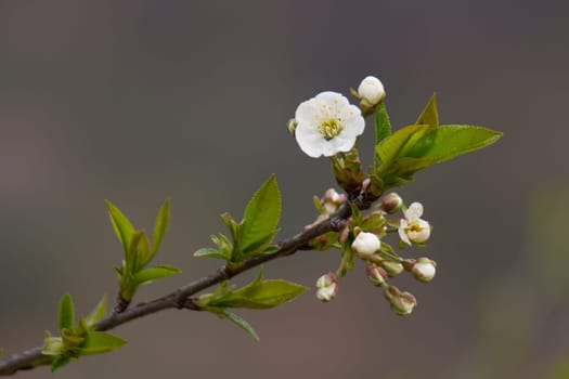 Flower branch 1700