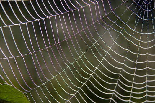 Spider web with dew drops