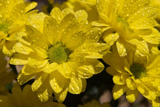 drops on blossoms