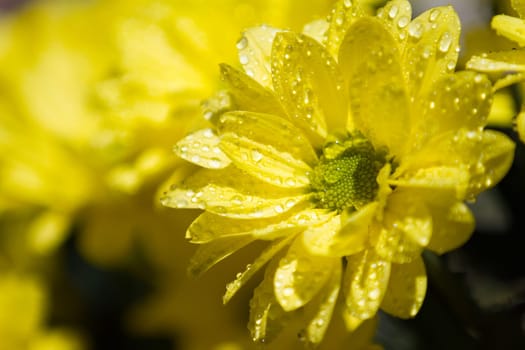 Water drops on yellow flower