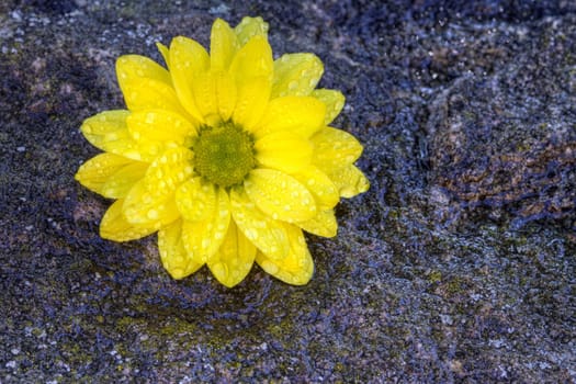 yellow flower,HDR