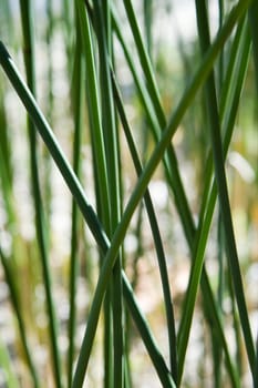 Grasses in the wind