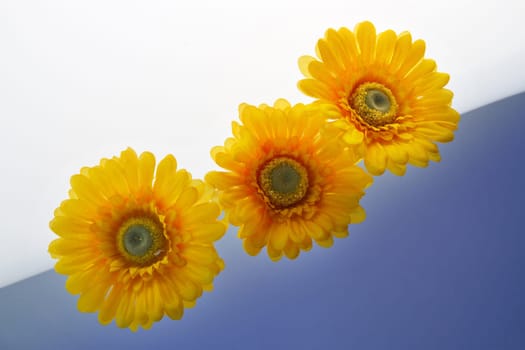 3 yellow artificial flowers,still lifes