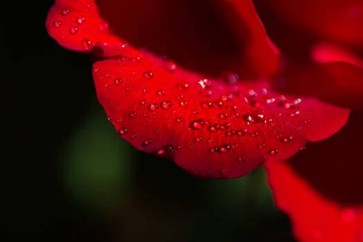 Water drops on rose leaf