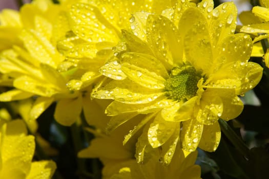 yellow flowers with water drops
